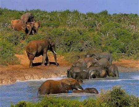 Voyage sur-mesure, Addo Elephant Park